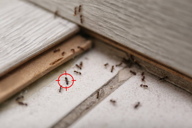 Best Affordable Pest Control Services  in Eatonton, GA