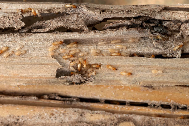 Best Emergency Pest Control  in Eatonton, GA